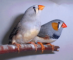 a_Zebra_finch