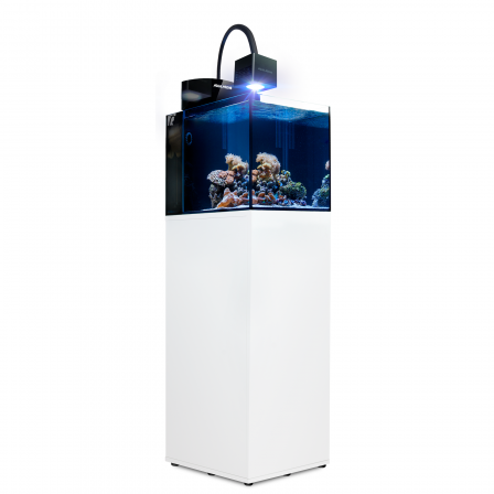 Blenny Qube