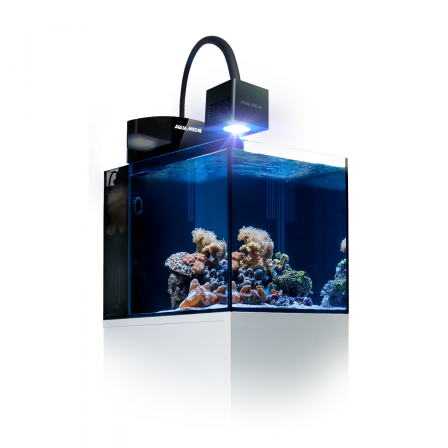 Blenny Qube1