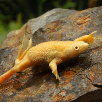 Aquatic Frogs (vatnafroskar)