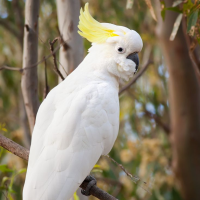 Cockatoos (kakadúar)