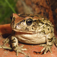 Frogs (froskar)