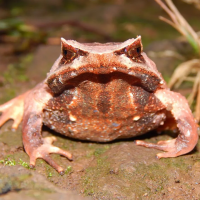 Horned Frogs (hornafroskar)