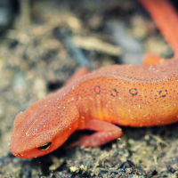 Newts (vatnasalamöndrur)
