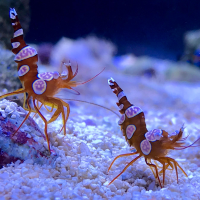 Shrimps (vatnarækjur)