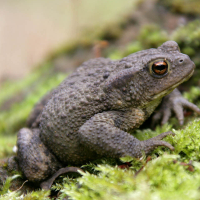 Toads (körtur)