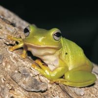 Tree Frogs (trjáfroskar)