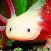 Axolotls (tálknsalamöndrur)
