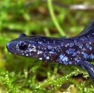 Salamanders (landsalamöndrur)